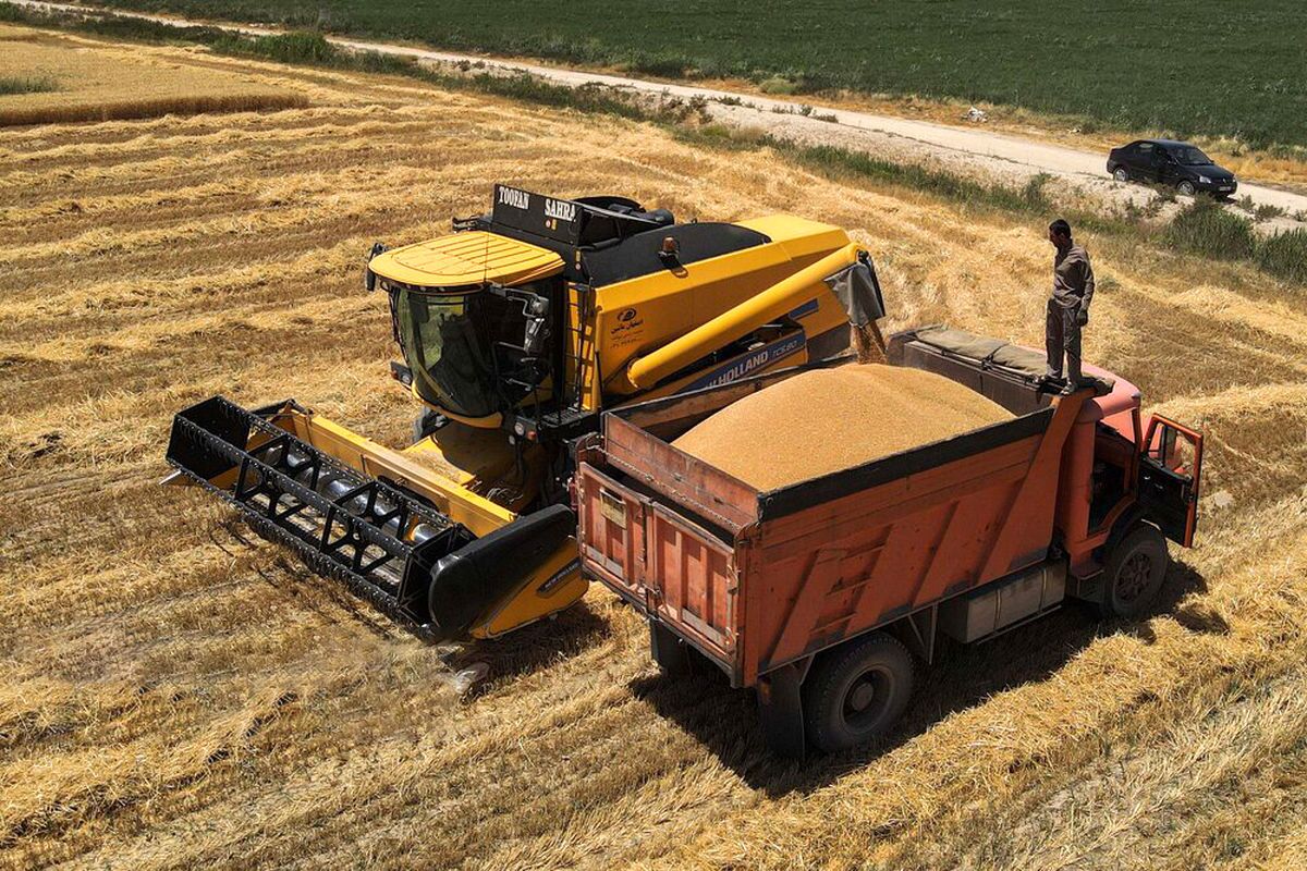 پیشبینی برداشت ۲۱۴ هزار تن گندم در خراسان شمالی پیشبینی برداشت ۲۱۴ هزار تن گندم در خراسان شمالی