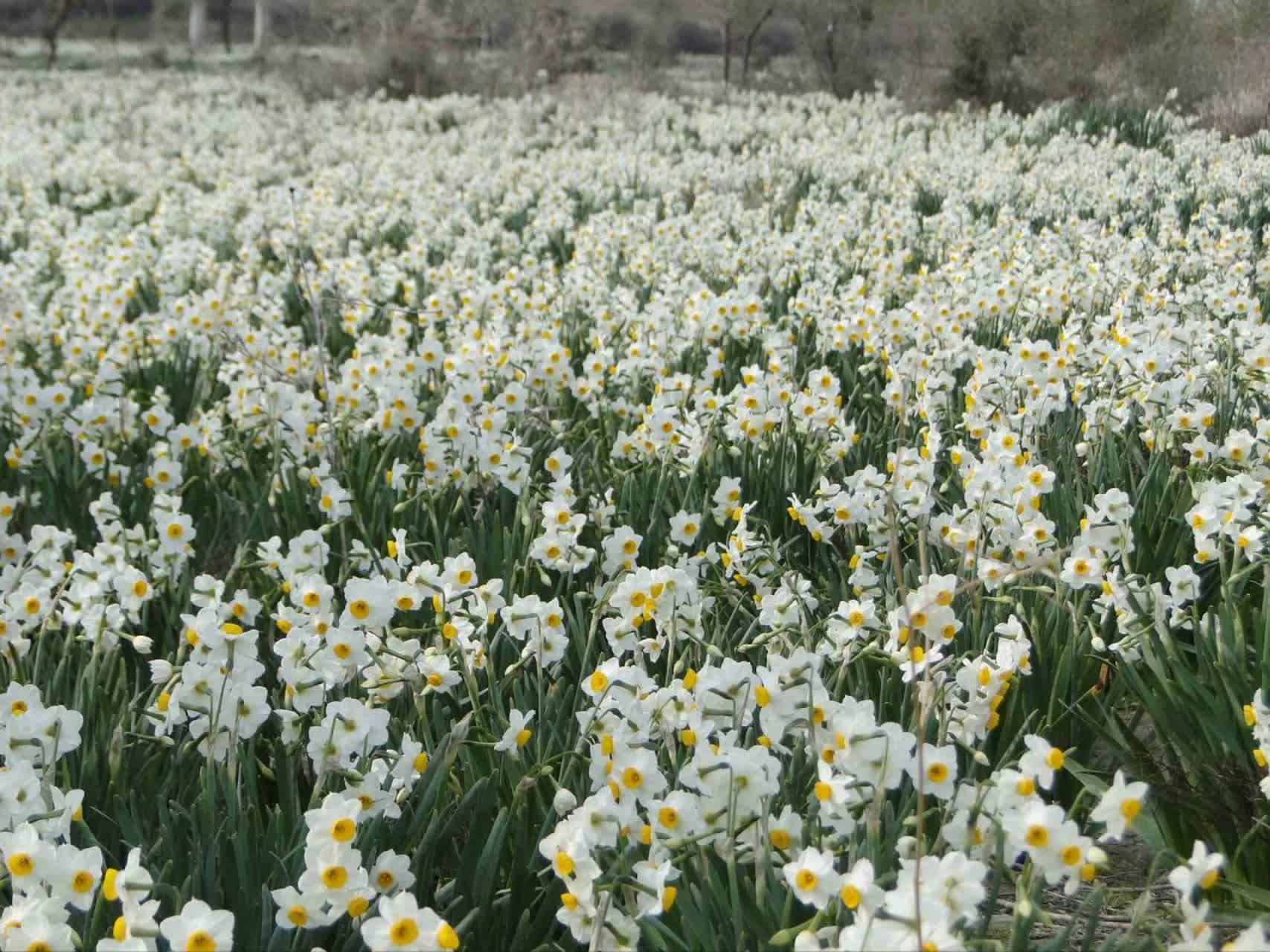 آغاز برداشت گل نرگس از بزرگترین دیمزار نرگس کشور