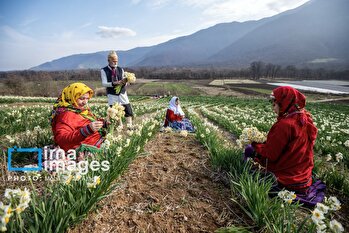 قلم دوربین/۷ بهمن ۱۴۰۳/بسته خبری ۱