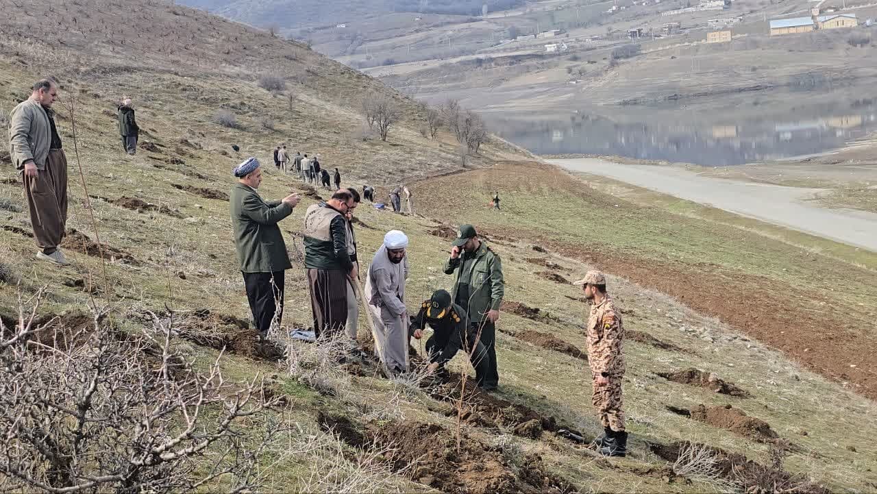 کاشت ۶۰۰ نهال در حاشیه سد سردشت به مناسبت هفته درختکاری کاشت ۶۰۰ نهال در حاشیه سد سردشت به مناسبت هفته درختکاری