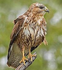 رها سازی یک پرنده سارگپه در منطقه حفاظت شده کرکس نطنز