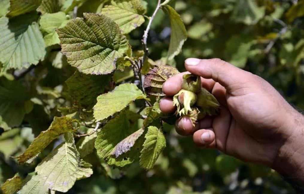 برداشت نوبرانه فندق از باغات املش