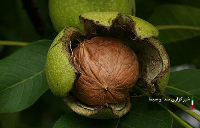 پیش‌بینی برداشت چهار هزار و ۵۰۰ تن گردو از باغات سلسله