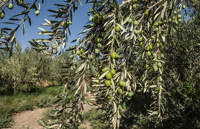 هدفگذاری تولید ۸ تن زیتون در سال از باغ موقوفه طارم