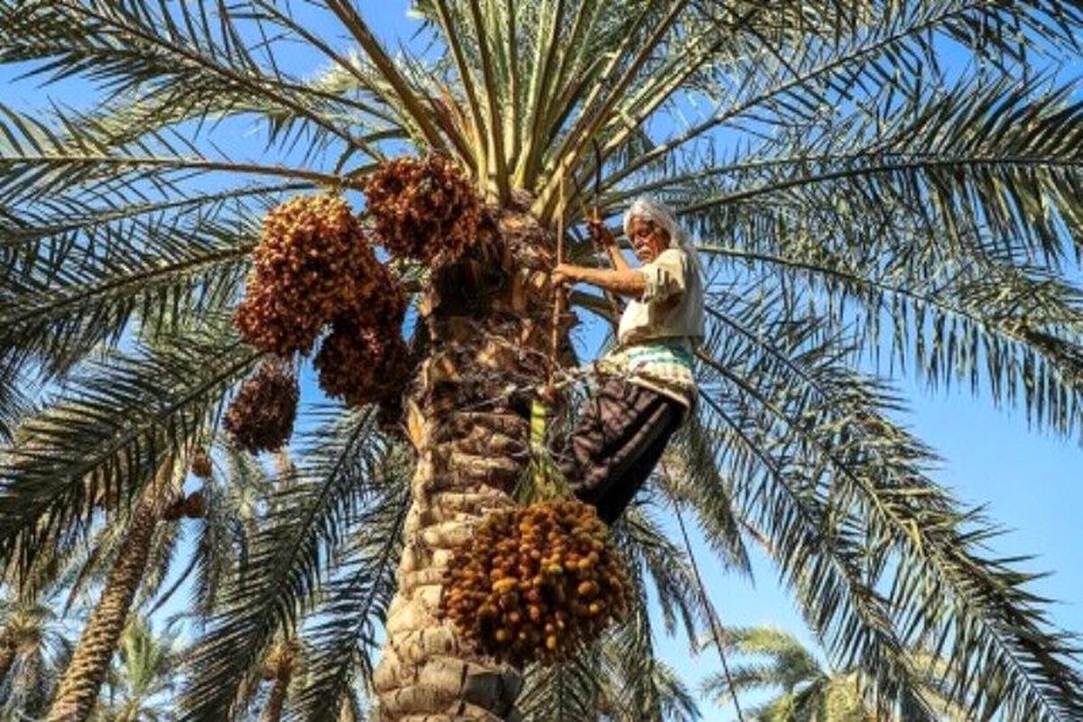 برداشت خرما در شهرستان بندرخمیر آغاز شد