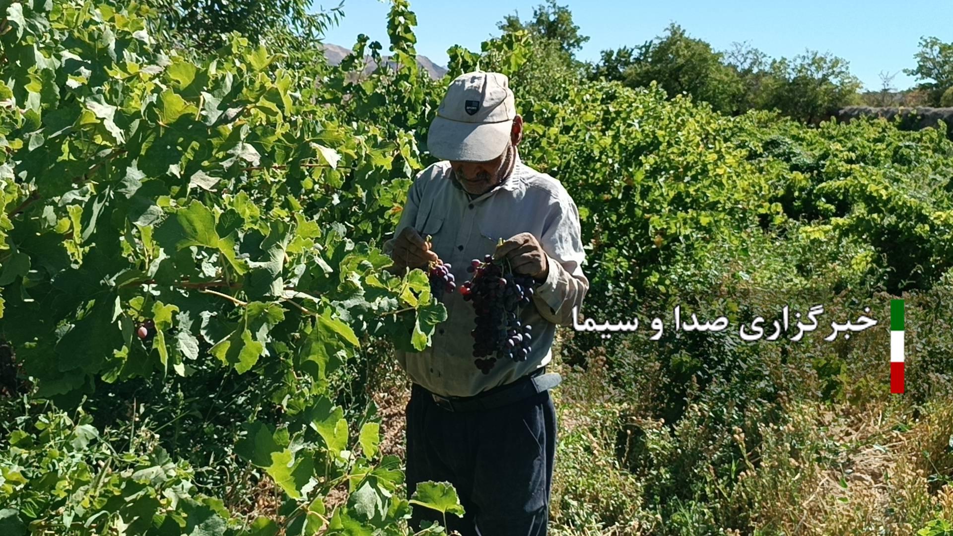 برداشت انگور در شمال فارس