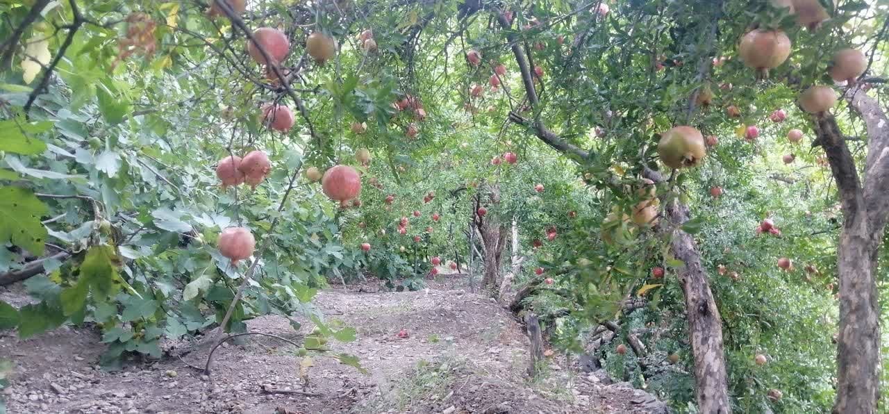 برداشت انار از ۲۰۵ هکتار از باغات شهرستان سردشت برداشت انار از ۲۰۵ هکتار از باغات شهرستان سردشت