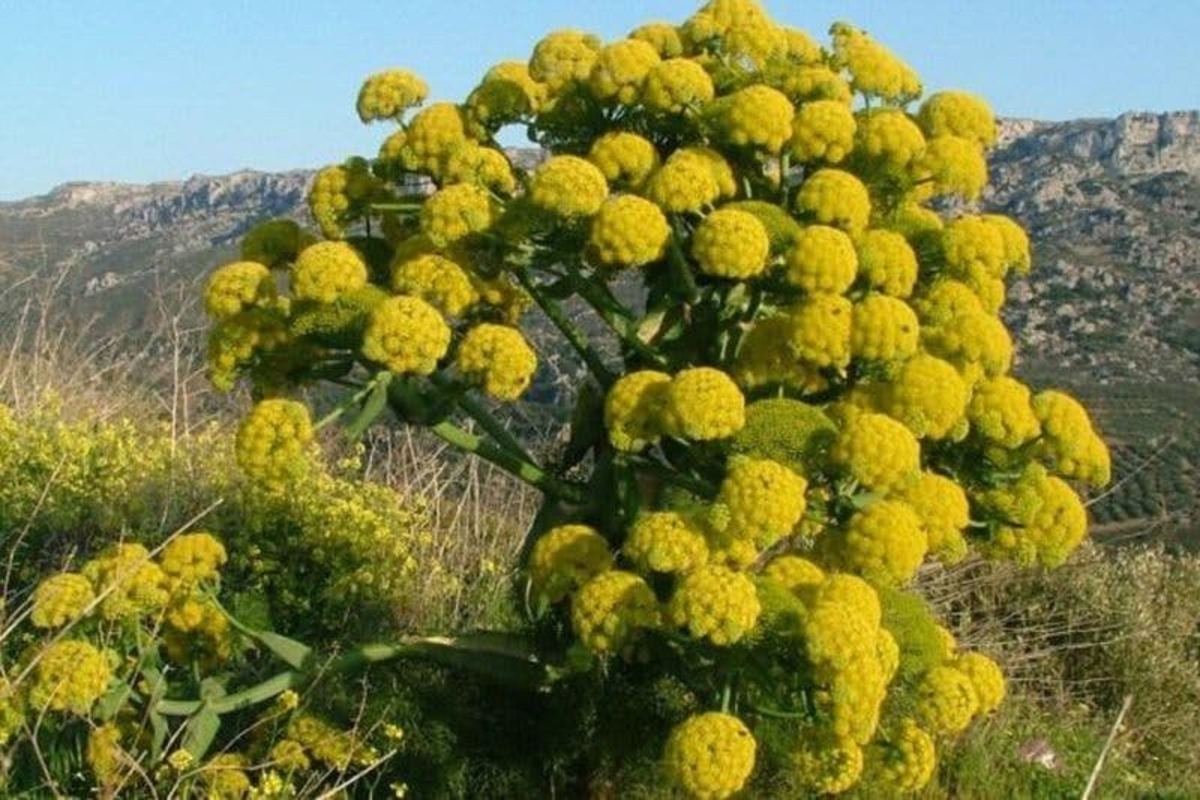 والدین از مصرف خودسرانه گیاهان دارویی برای درمان اطفال خودداری کنند