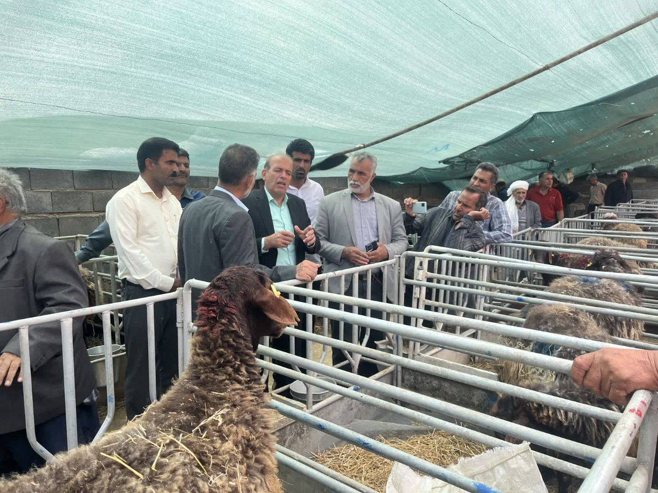 برگزاری رویداد ترویجی روز مزرعه استانی دام سبک در سرخس