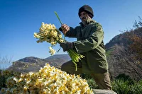 پیش‌بینی برداشت بیش از ۱۳ میلیون شاخه گل نرگس در خراسان جنوبی