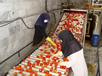 اضافه شدن۳۰۰ هزار تن به ظرفیت واحد‌های فرآوری استان کرمانشاه