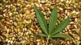 کشف بذر شاهدانه قاچاق در مهریز