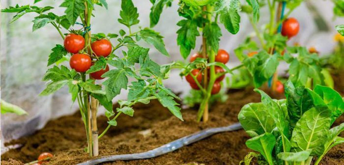 کشت گوجه فرنگی زمستانه در شهرستان مهر کشت گوجه فرنگی زمستانه در شهرستان مهر