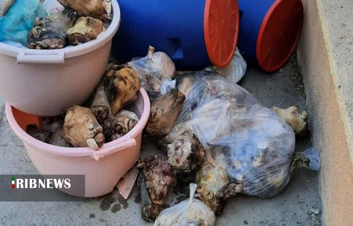 معدوم‌سازی ۴۰۰ کیلوگرم کله‌پاچه فاسد در بروجرد