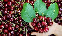 آغاز برداشت ۶ رقم گیلاس از باغات چهارمحال و بختیاری