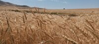 پیش‌بینی برداشت ۴۵ هزار تن گندم از مزارع شهرستان مراغه