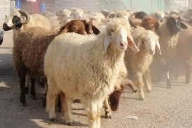 هشدار دامپزشکی خراسان رضوی پیرامون گرمازدگی دام و طیور