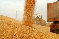خرید بیش از ۳۴ هزار تن گندم تا نیمه نخست تیرماه