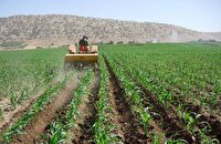 کشت ذرت علوفه‌ای در بیش از ۵ هزار و ۵۰۰ هکتار از مزارع کوار