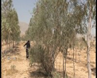کاشت ۳ هزار اصله درخت توسط بانوی همیار منابع طبیعی در فسا