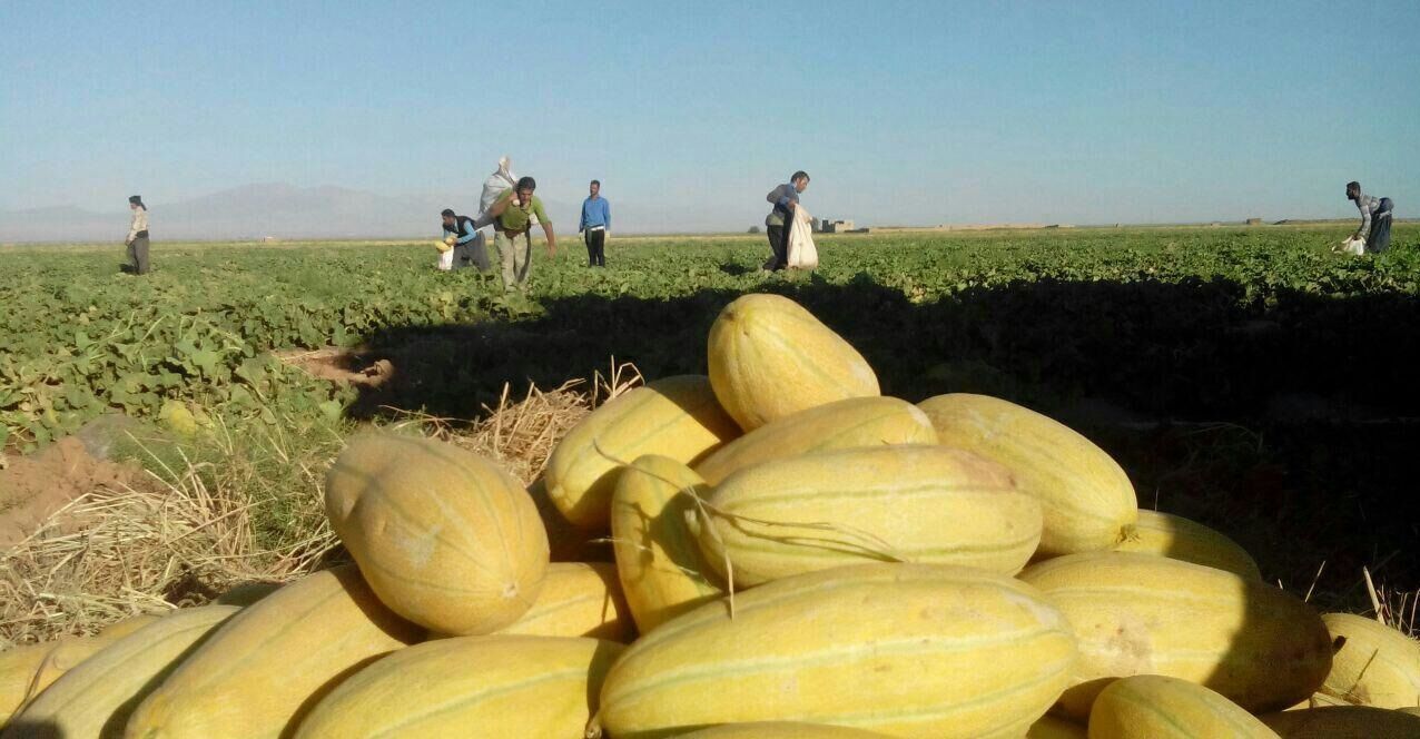 کاهش ۱۷ تنی عملکرد خربزه در تربت‌جام 