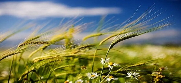 وزش باد نسبتا شدید و غبار در استان همدان