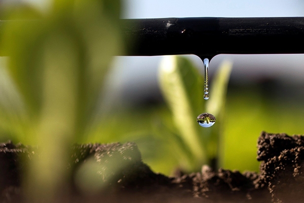 مصرف آب در حوزه کشاورزی باید ضابطهمند و علمی شود مصرف آب در حوزه کشاورزی باید ضابطهمند و علمی شود