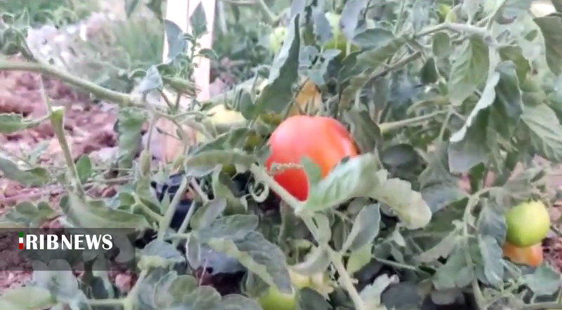 برداشت محصول گوجه فرنگی در دهگلان