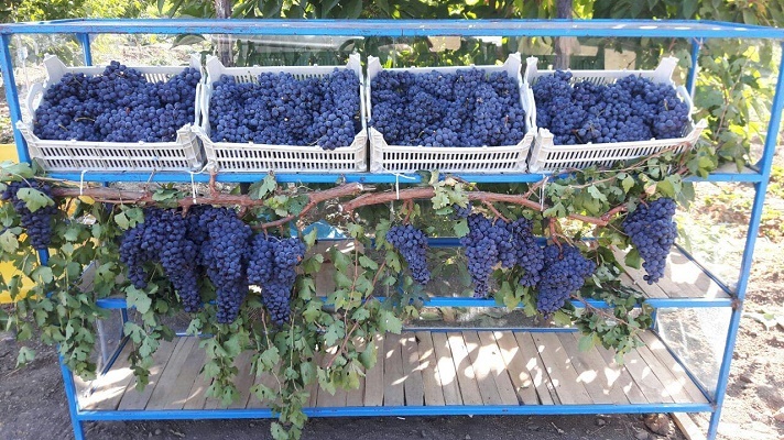 برپایی چهارمین جشنواره انگور سیاه سردشت