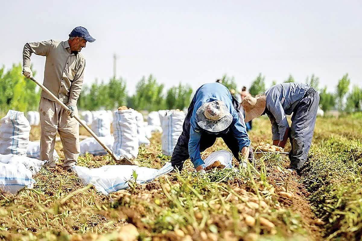 هشدار برداشت سریع محصولات کشاورزی به کشاورزان