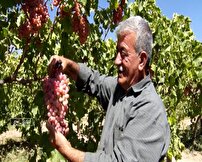 پیش بینی برداشت بیش از سه هزار تن انگور امسال از تاکستان‌های مهاباد