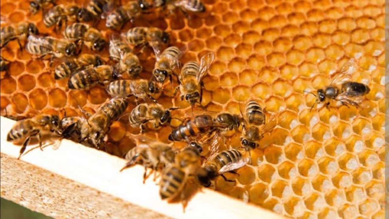 تولید ۳۹ تن عسل از کلنی‌های زنبور ارسنجان
