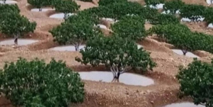 اعطا گواهی ثبت انجیر دیم استهبان به ایران