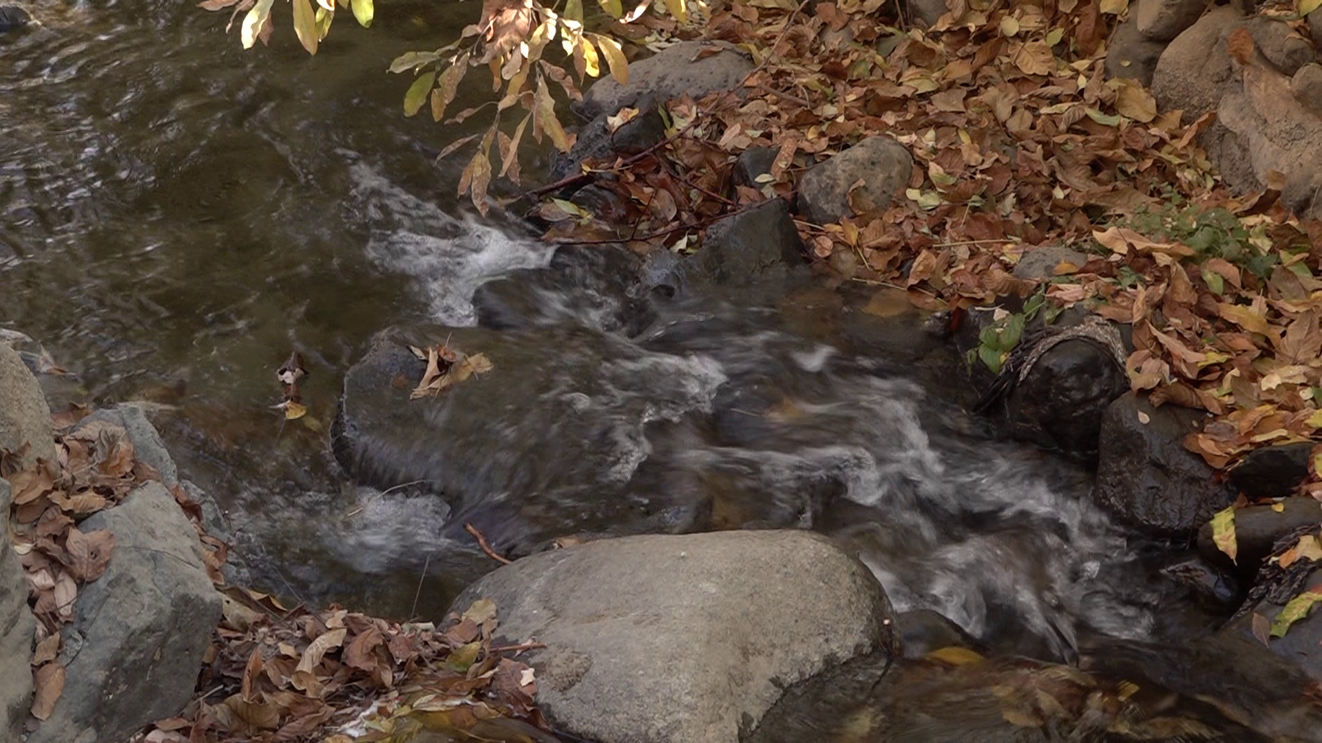 غوغای شگفت انگیز جشن رنگارنگ برگ ریزان در سیلوار همدان غوغای شگفت انگیز جشن رنگارنگ برگ ریزان در سیلوار همدان