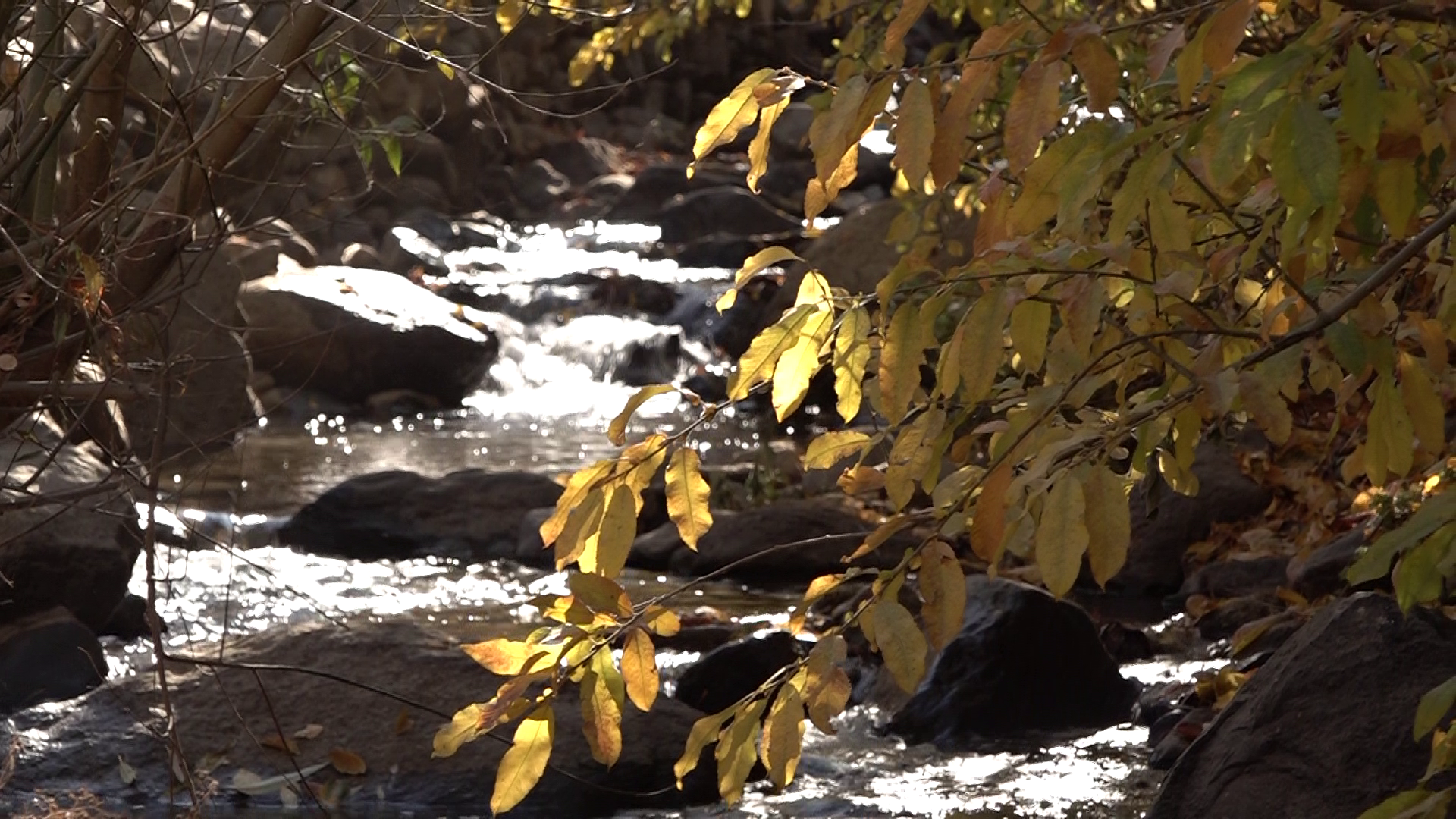 غوغای شگفت انگیز جشن رنگارنگ برگ ریزان در سیلوار همدان غوغای شگفت انگیز جشن رنگارنگ برگ ریزان در سیلوار همدان