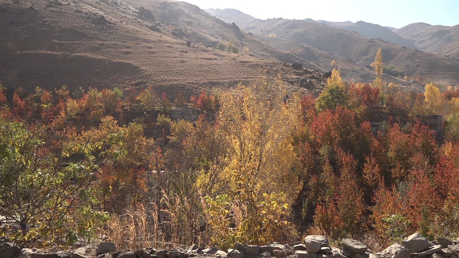 غوغای شگفت انگیز جشن رنگارنگ برگ ریزان در سیلوار همدان غوغای شگفت انگیز جشن رنگارنگ برگ ریزان در سیلوار همدان