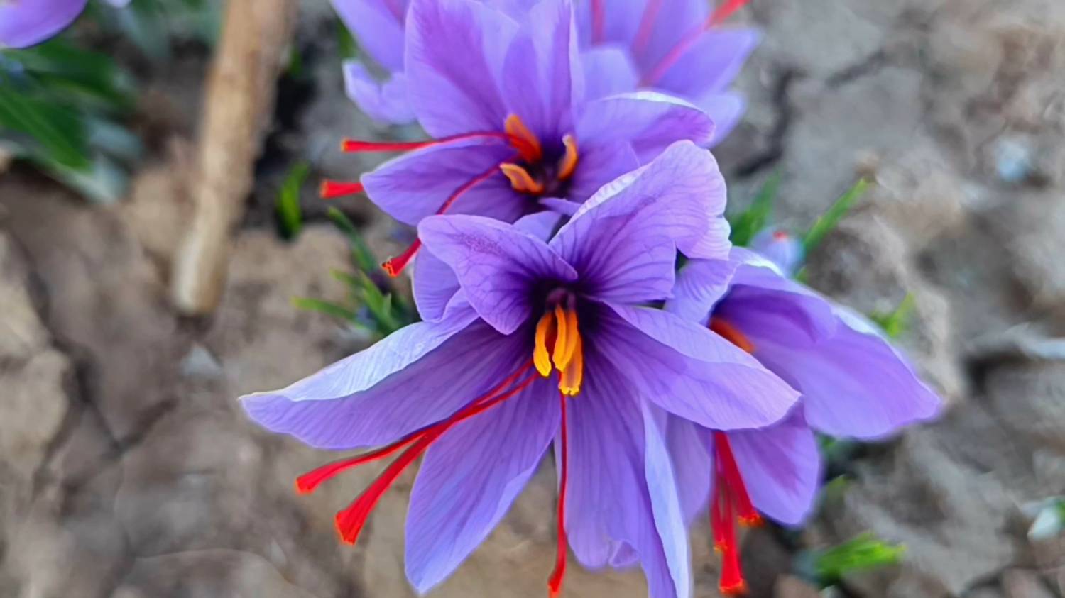 طلای سرخ خوانسار بر سر سفره ها