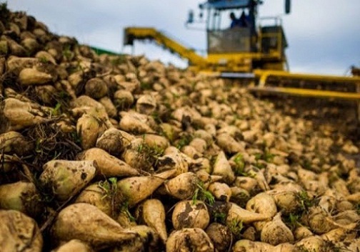 پیش بینی تولید ۴۲۰ هزارتن چغندرقند از مزارع شهرستان کرمانشاه پیش بینی تولید ۴۲۰ هزارتن چغندرقند از مزارع شهرستان کرمانشاه
