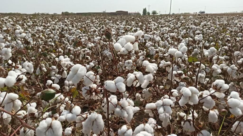 برداشت طلای سفید از مزارع شهرستان استهبان برداشت طلای سفید از مزارع شهرستان استهبان