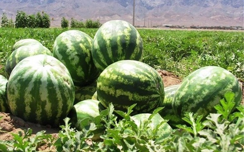 برداشت هندوانه شب یلدا در جاسک برداشت هندوانه شب یلدا در جاسک