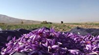 قرارگیری در شرایط کم آبی و رونق کشت زعفران در تویسرکان
