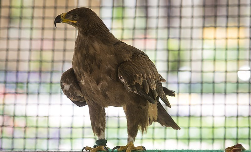 نجات پرنده شکاری در پارسیان نجات پرنده شکاری در پارسیان