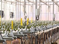 لزوم هوشمند سازی گلخانه‌ها در آذربایجان‌غربی