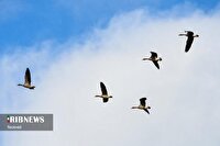 ضرورت پیشگیری از ابتلا به آنفلوانزای فوق حاد پرندگان