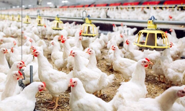 تولید گوشت مرغ درآذربایجانغربی در وضعیت مطلوب؛ استمرار تأمین نهادههای دامی از بنادرکشور تولید گوشت مرغ درآذربایجانغربی در وضعیت مطلوب؛ استمرار تأمین نهادههای دامی از بنادرکشور