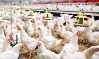 تولید گوشت مرغ درآذربایجان‌غربی در وضعیت مطلوب؛ استمرار تأمین نهاده‌های دامی از بنادرکشور