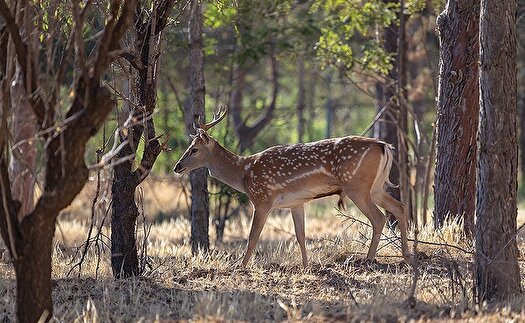 بازدید معاون محیط زیست از مرکز پرورش گوزن زرد ایرانی