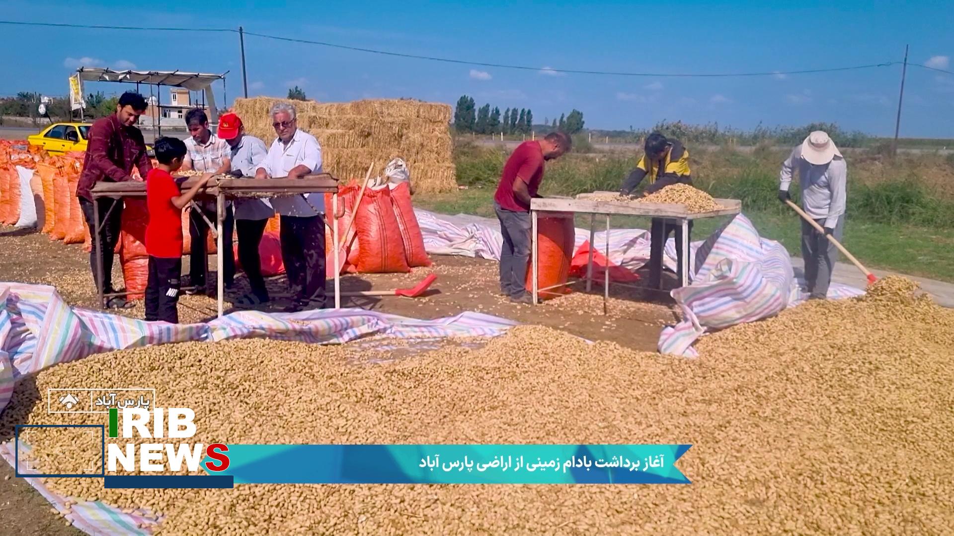 برداشت بیش از ۲۷ هزار تن بادامزمینی از مزارع اردبیل برداشت بیش از ۲۷ هزار تن بادامزمینی از مزارع اردبیل