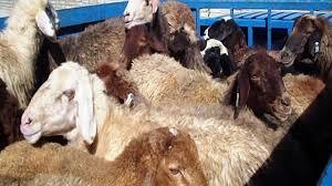 کشف ۳۴ راس احشام قاچاق از خودروی نیسان در قم