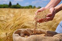 عبور خرید تضمینی گندم از مرز ۲۵ هزار تن